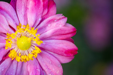 Pink fall japanese anemone