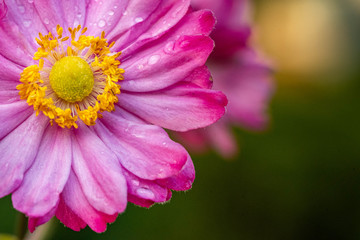 Obraz premium Pink fall japanese anemone