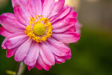 Obraz premium Pink fall blooming japanese anemone