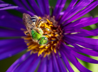 Bee pollinating in fall blooming aster