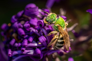 Bee pollinating in fall blooming aster