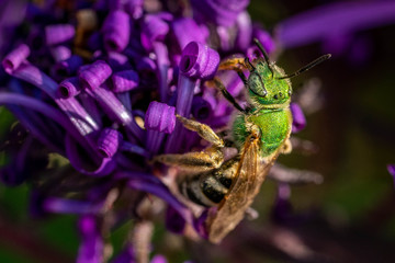 Bee pollinating in fall blooming aster