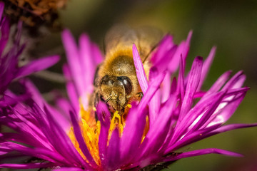Bee pollinating in fall blooming aster