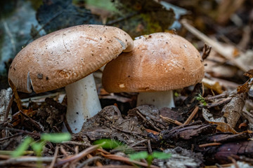 Mushrooms in the Oregon Forest Coast Range