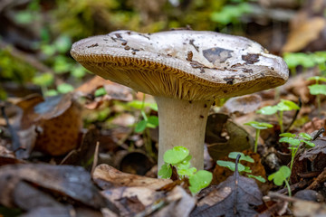 Mushrooms in the Oregon Forest Coast Range