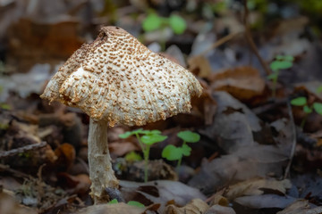 Mushrooms in the Oregon Forest Coast Range