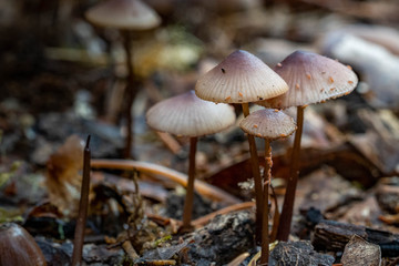 Mushrooms in the Oregon Forest Coast Range
