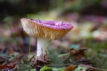 Mushrooms in the Oregon Forest Coast Range