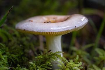 Mushrooms in the Oregon Forest Coast Range