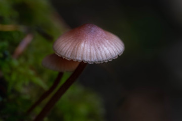 Mushrooms in the Oregon Forest Coast Range