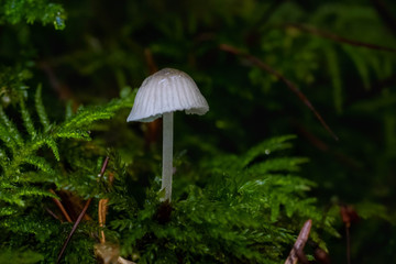 Mushrooms in the Oregon Forest Coast Range