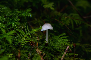 Mushrooms in the Oregon Forest Coast Range