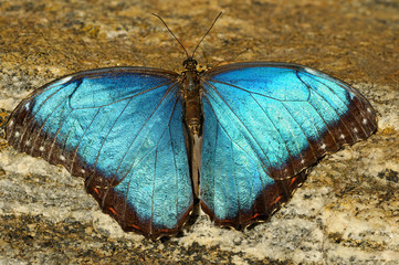 Blue Morpho Granadensis butterfly sunning on a granite rock