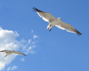 seagull in flight