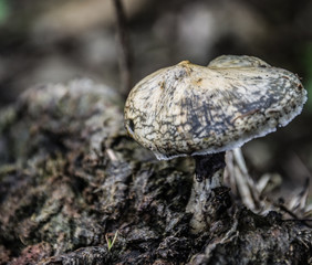 mushroom on ground