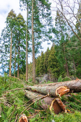 伐採された杉の木　イメージ