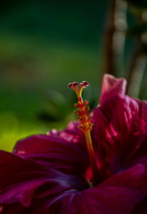 closeup of red flower