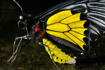 Close up of a Male Common Birdwing butterfly on a wet rock
