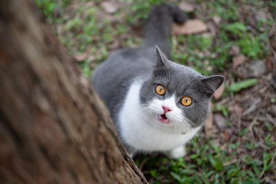 British shorthair cat wants to climb a tree