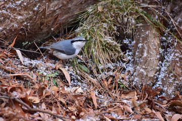 地面に下りた冬のゴジュウカラ
