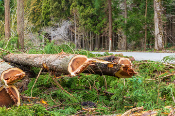 伐採された杉の木　イメージ