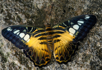 Brown Clipper butterfly sidelit on a granite rock
