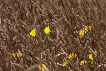 Campo de cereales