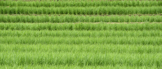 Green terraced rice fields in northern Thailand