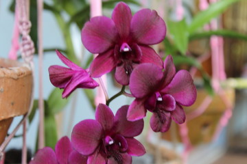 Purple dendrobium orchids blooming