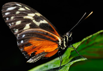 Wing texture of Eueides Isabella longwing butterfly on a leaf against black background
