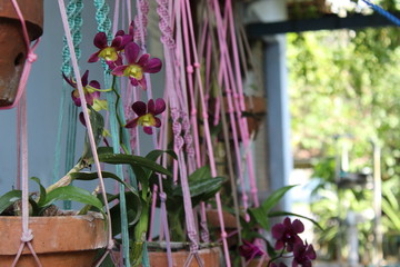 Purple dendrobium orchids blooming