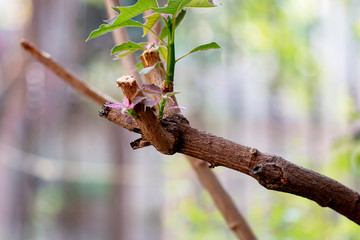 Branch of Tree in Spring