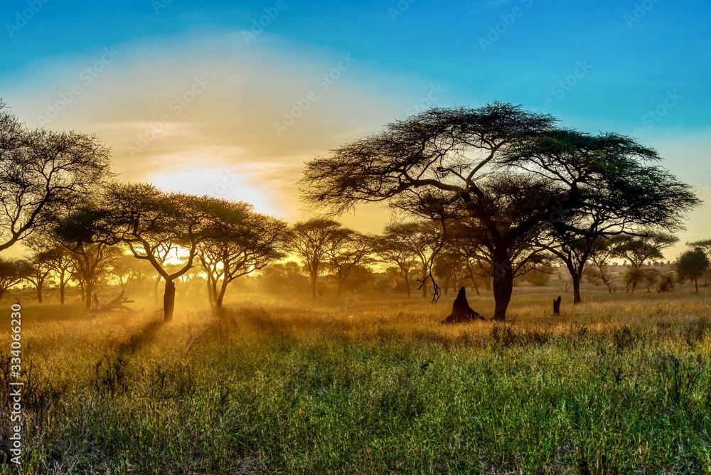 Wall mural Beautiful scenery of the trees in the savanna plains during sunset - perfect for background