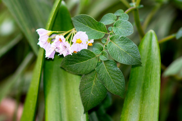 Small Flowers in the Garden