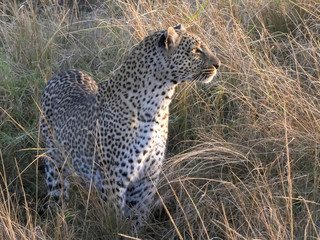 close up leopard looking to right at masai mara