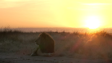 sunrise shot of a male lion sitting with the sun behind it at masai mara