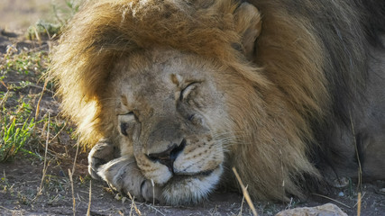 a sleepy male lion at serengeti np © chris