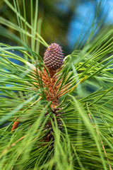 Small spiky pine cone on an evergreen tree