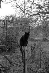 A black cat is sitting on an old wooden post.