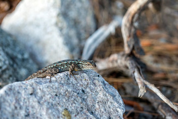 Small spiny blue lizard sunning on a rock near a walking path