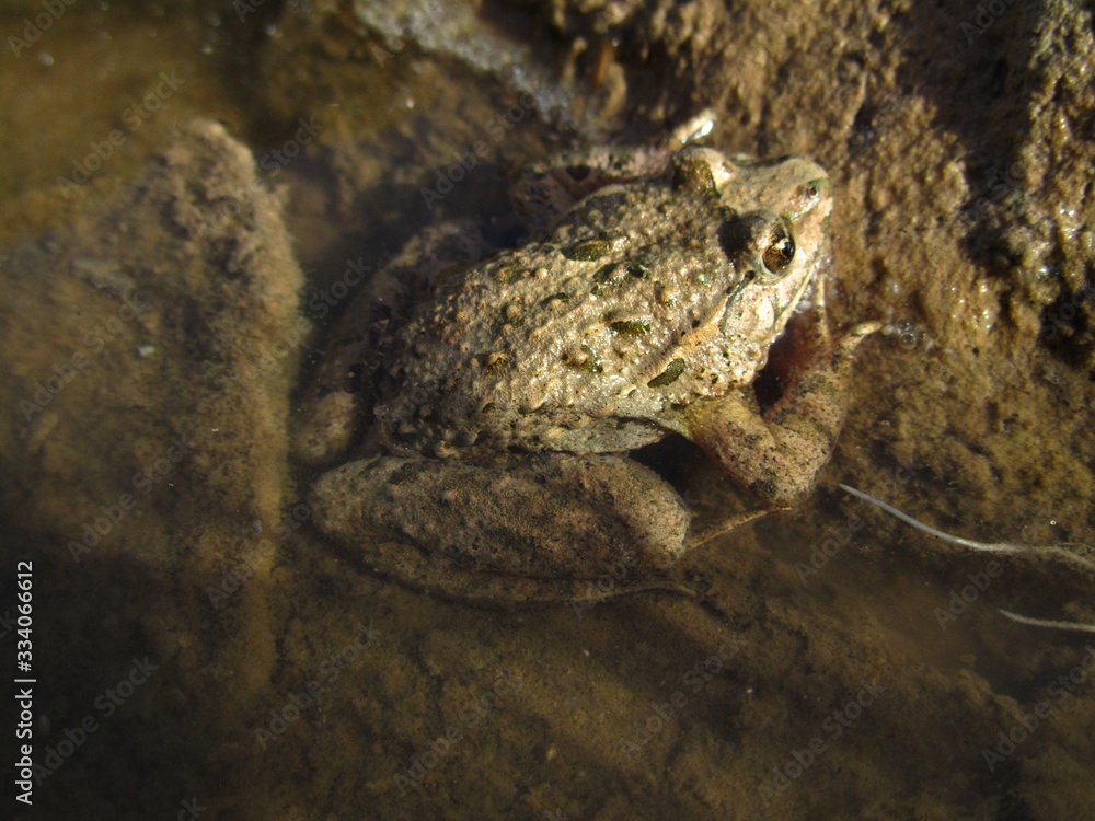 Poster Closeup shot of a Mediterranean painted frog in a pool of water