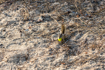 Chipmunk steals a grape for a snack and runs away to eat it