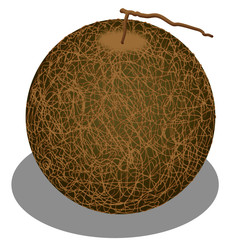 Cantaloupe fruit isolated drawing vector.
