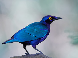 Purple glossy starling (Lamprotornis purpureus) in its natural habitat