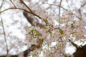 新しい芽がではじめた桜