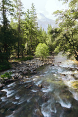 river in forest