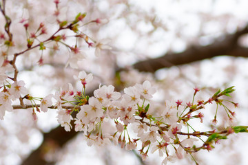 新しい芽がではじめた桜