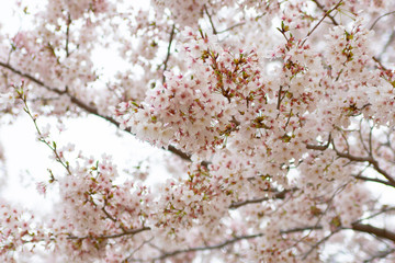新しい芽がではじめた桜