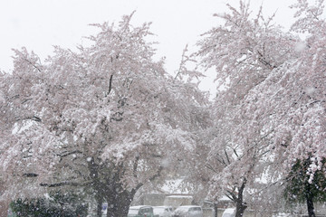雪が積もった桜
