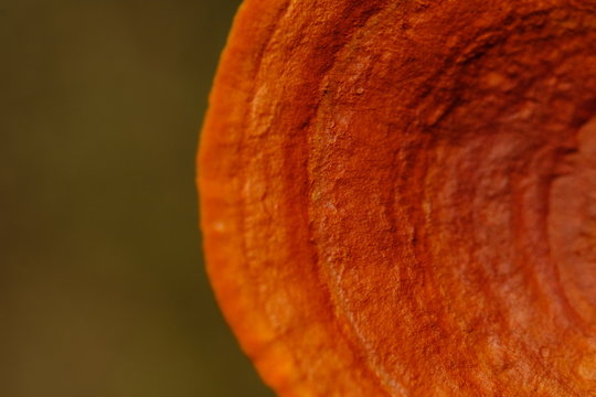 Close Up Wild Ganoderma Mushroom